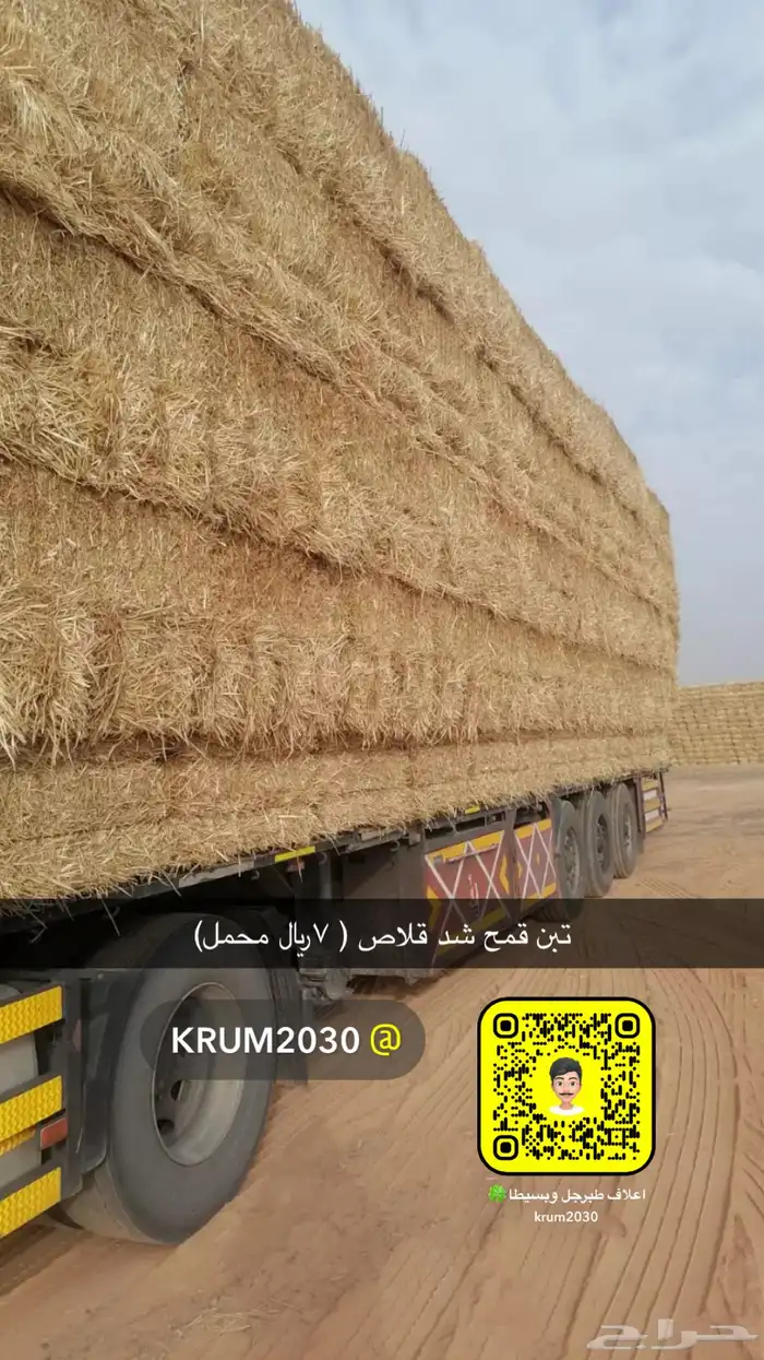 تبن قمح بسيطا الجوف 0