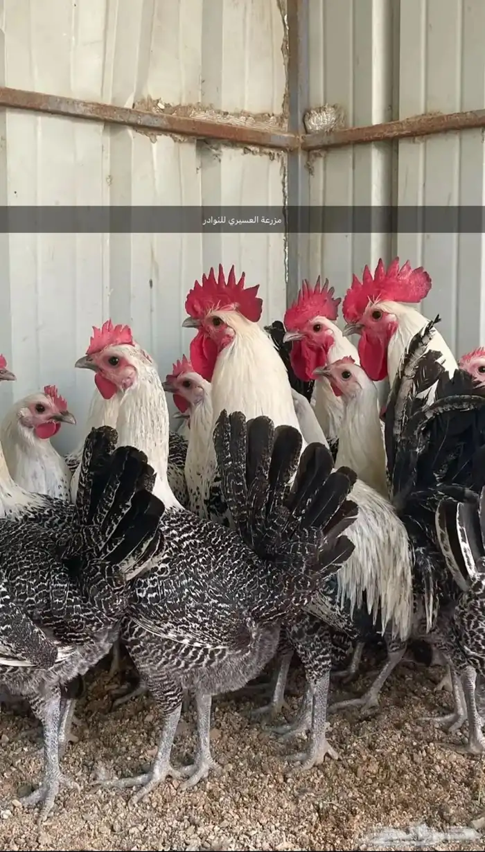 بيض دجاج فرنسي وفيومي ذهبي وفيومي شبابي(سلاله نقية جامبو) 2