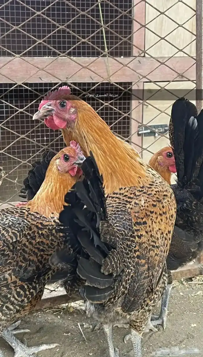 بيض دجاج فرنسي وفيومي ذهبي وفيومي شبابي(سلاله نقية جامبو) 5