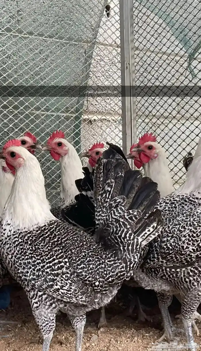 بيض دجاج فرنسي وفيومي ذهبي وفيومي شبابي(سلاله نقية جامبو) 3