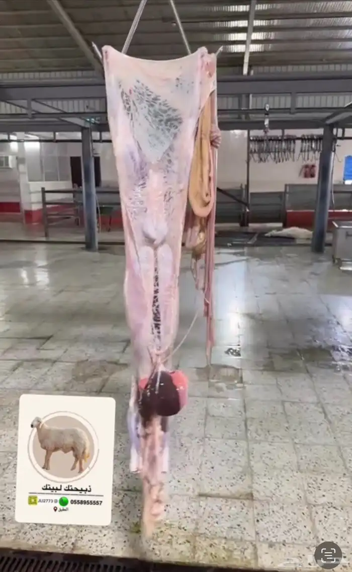 ذبايح حري على طلبك الى باب بيتك ثلاجة او غيرها مع توثيق ذلك 4
