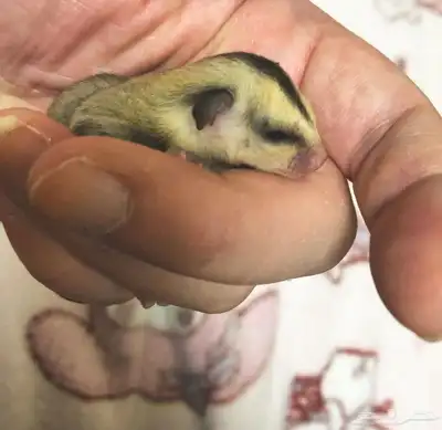 سنجاب الطائر 0