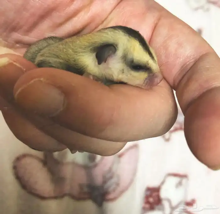 سنجاب الطائر 0
