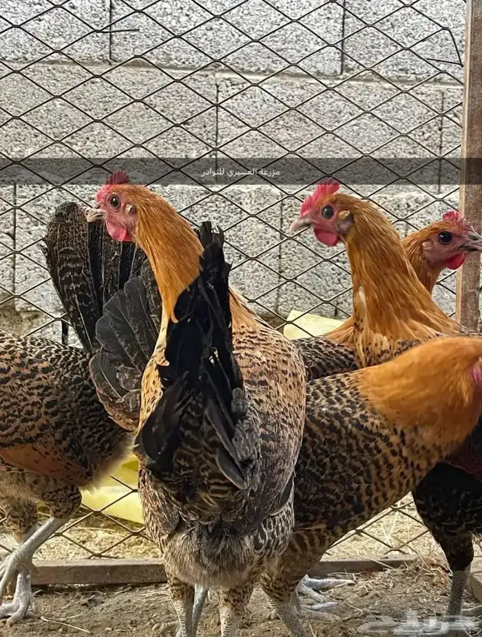 بيض دجاج فرنسي وفيومي ذهبي وفيومي شبابي(سلاله نقية جامبو) 4