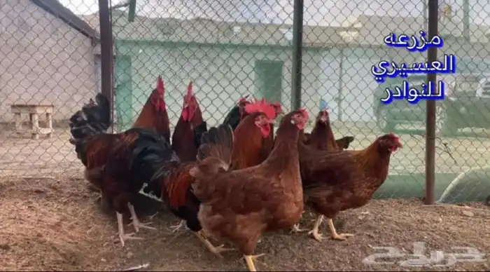 بيض دجاج فرنسي وفيومي ذهبي وفيومي شبابي(سلاله نقية جامبو) 0