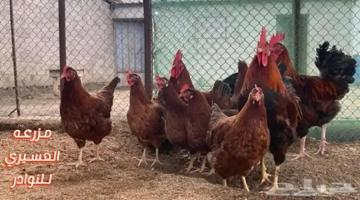 بيض دجاج فرنسي وفيومي ذهبي وفيومي شبابي(سلاله نقية جامبو) 1