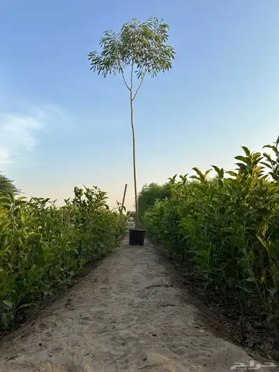 اشجار لبخ Albizia lebbeck جميع الاحجام كميات كبيرة 5