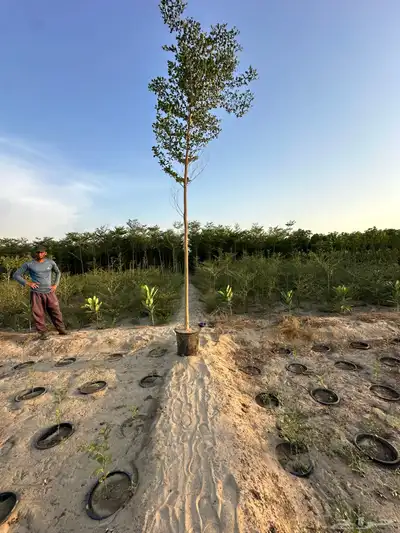 اشجار لبخ Albizia lebbeck جميع الاحجام كميات كبيرة 8