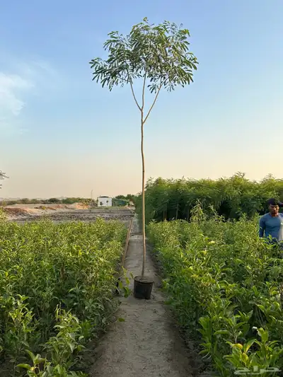 اشجار لبخ Albizia lebbeck جميع الاحجام كميات كبيرة 1