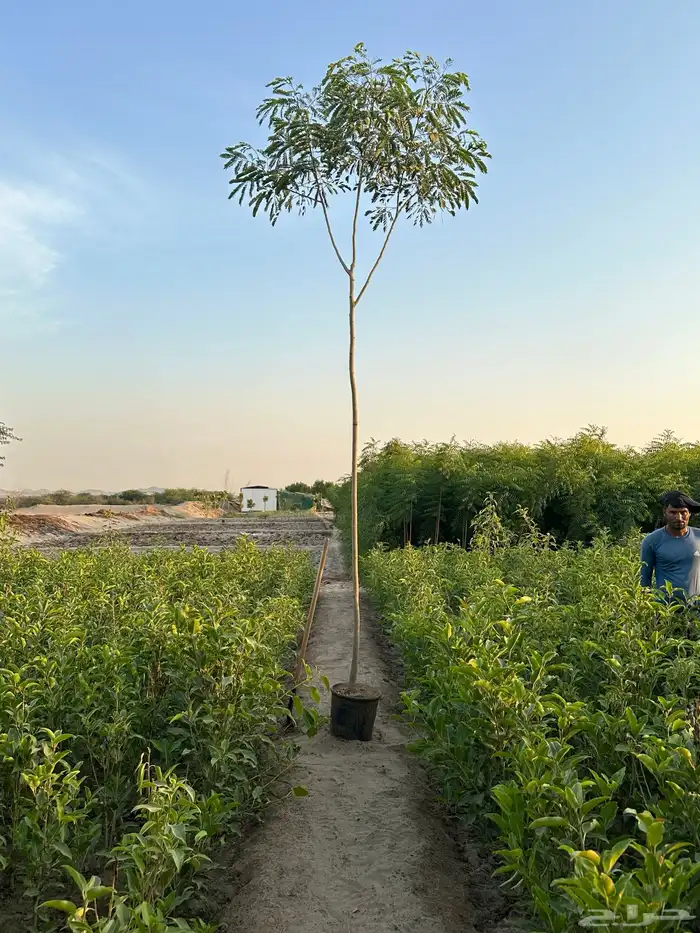 اشجار لبخ Albizia lebbeck جميع الاحجام كميات كبيرة 1