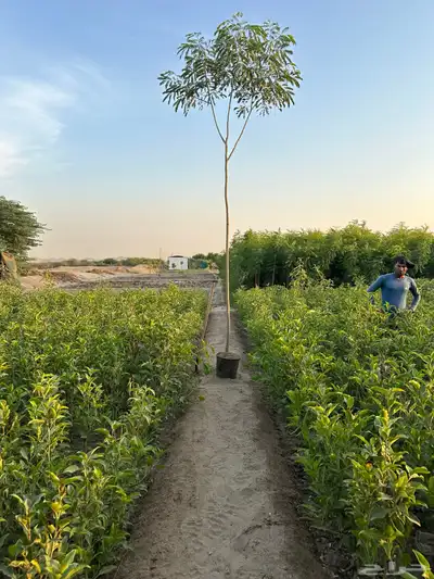 اشجار لبخ Albizia lebbeck جميع الاحجام كميات كبيرة 3