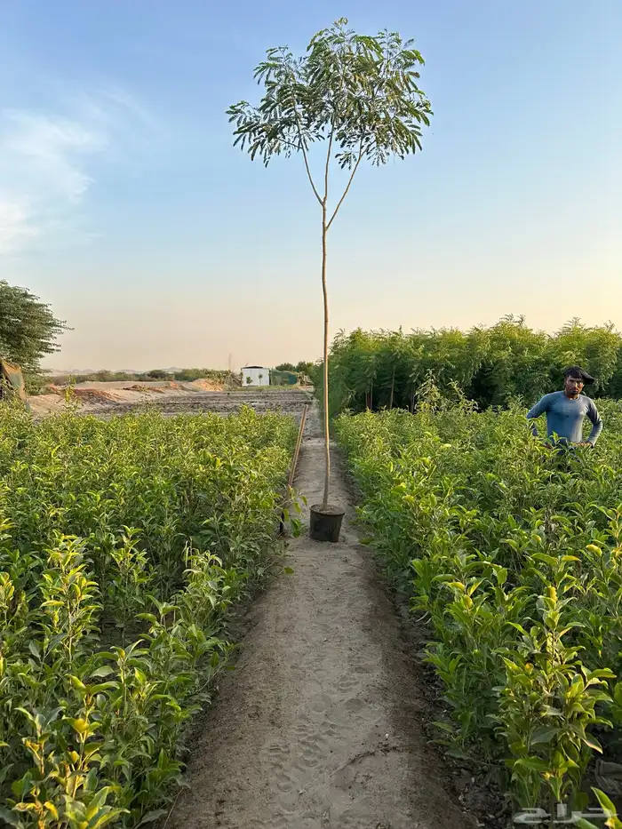 اشجار لبخ Albizia lebbeck جميع الاحجام كميات كبيرة 3
