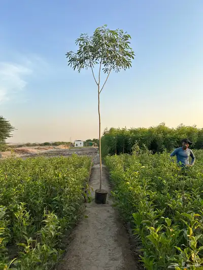 اشجار لبخ Albizia lebbeck جميع الاحجام كميات كبيرة 4