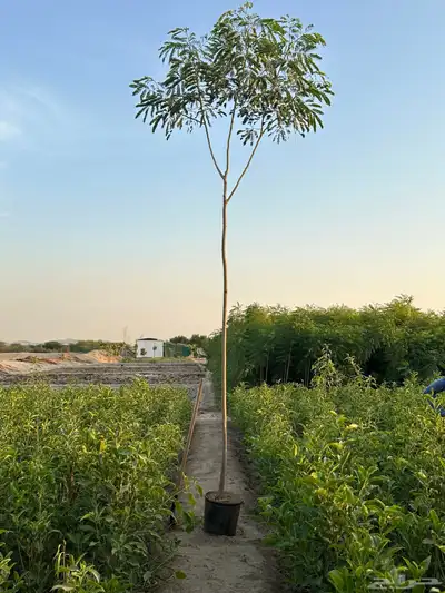 اشجار لبخ Albizia lebbeck جميع الاحجام كميات كبيرة 2