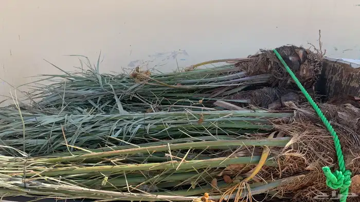 خلاص هلالي شيشي 2