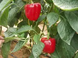 فلفل كالفورنيا الاحمر الصغير الحلو 0