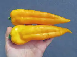 فلفل (ماركوني الاصفر) 1