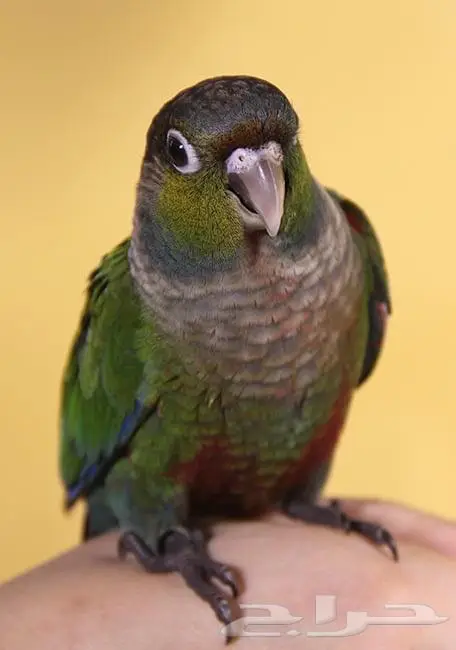 سيريلاك غذاء يومي إنتاج مكاو كاسكو روز كروان 4