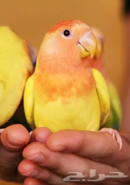 سيريلاك غذاء يومي إنتاج مكاو كاسكو روز كروان 5