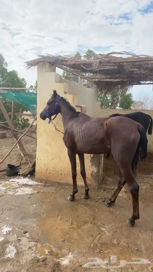 مهره شعبيه 4