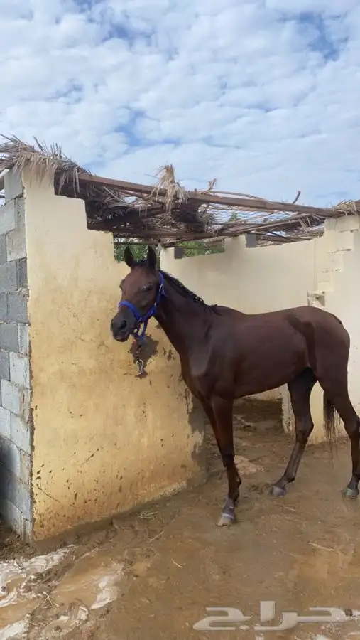 مهره شعبيه 5