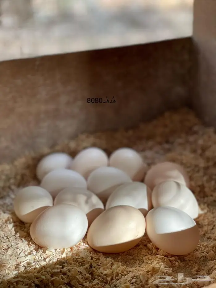 بيض بلدي مائدة ( للأكل ) طازج تجميع يومي 0