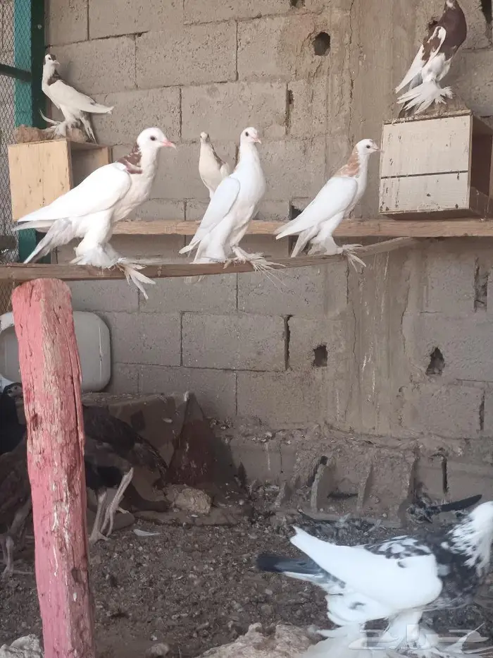 حمام نفاخ 0