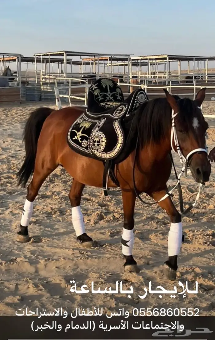 خيل فرس بوني للإيجار في مكانك 0