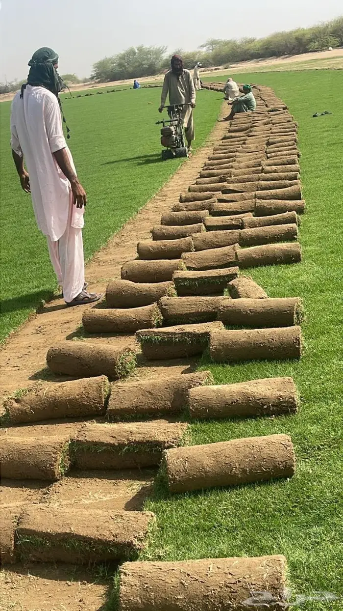 نجيل طبيعي سي 2000 الخرج الحوف 15