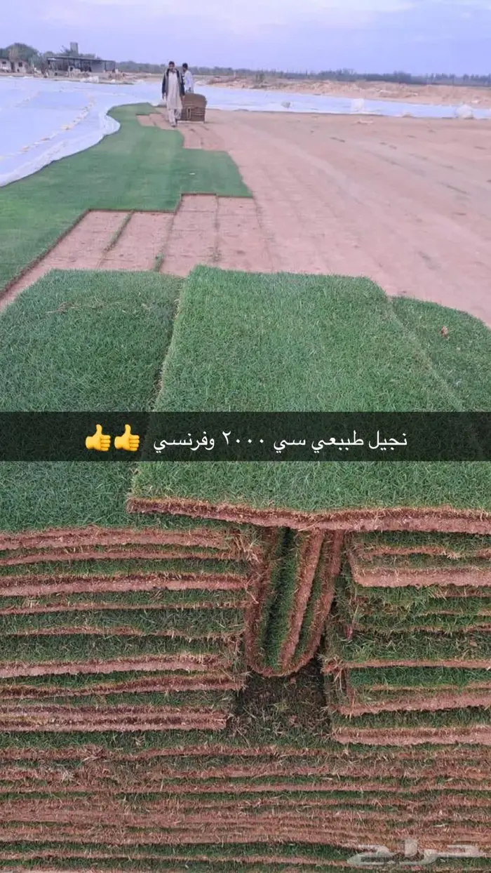 نجيل طبيعي سي 2000 الخرج الحوف 16