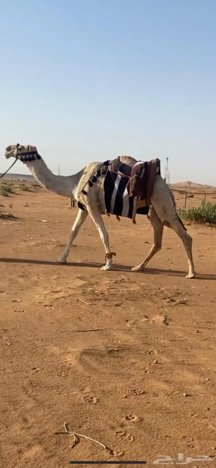 رحول طيبه .. تم البيع 0