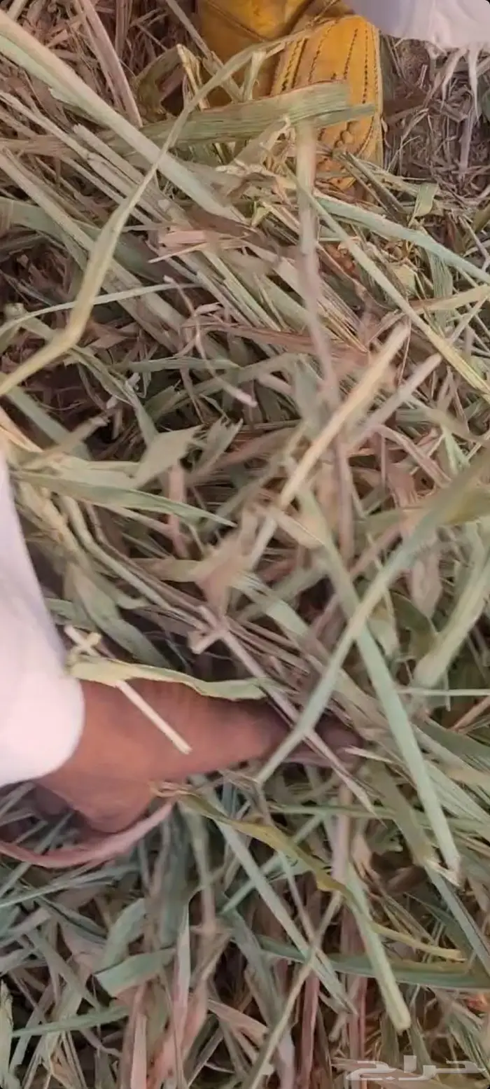 اللبيع. ذره. جازنينه حمراء. وراق. عود. ناعم. جديد. 0
