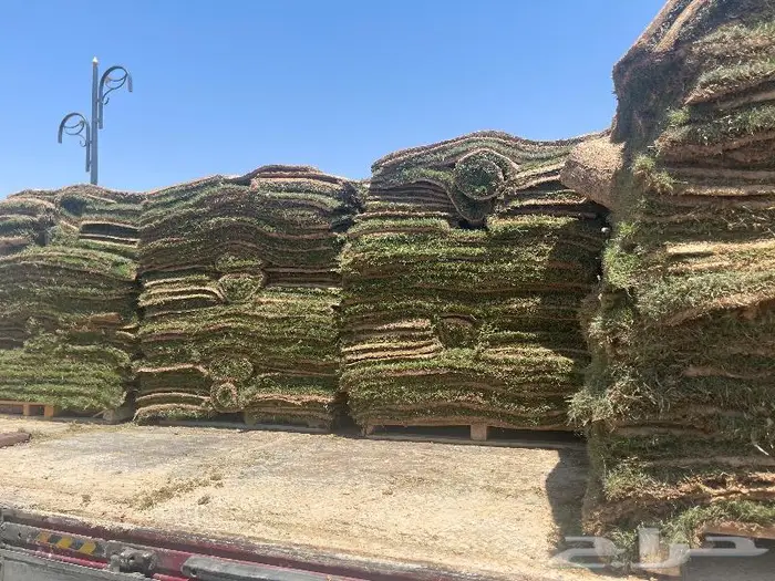 نجيل طبيعي سي 2000 الخرج الحوف 13