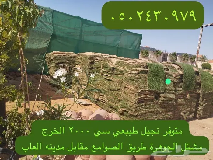 نجيل طبيعي سي 2000 الخرج الحوف 7