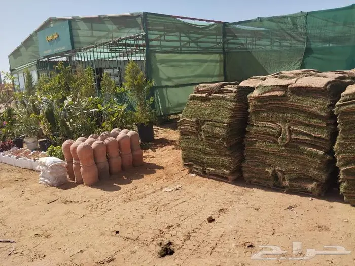 نجيل طبيعي سي 2000 الخرج الحوف 0