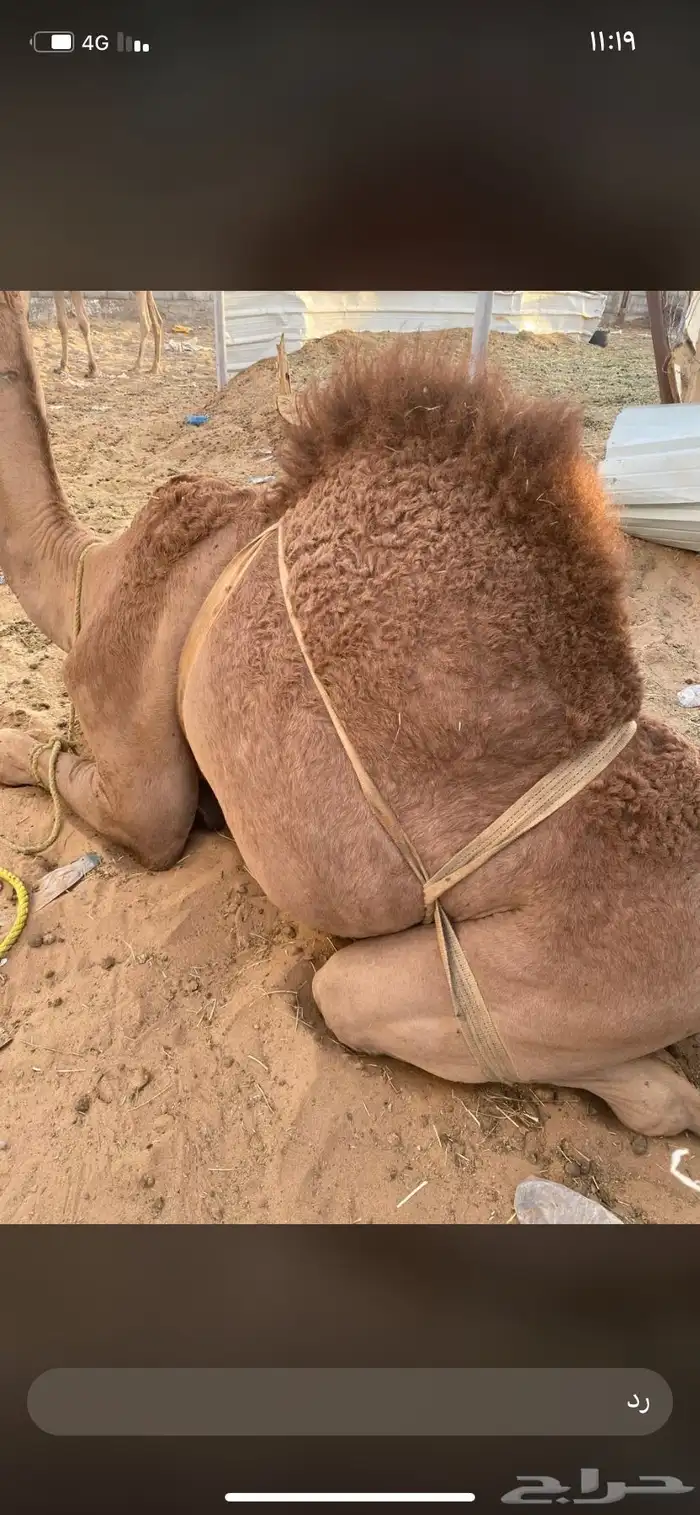 للبيع القعدان الكفو للمبادي وزواجات 3