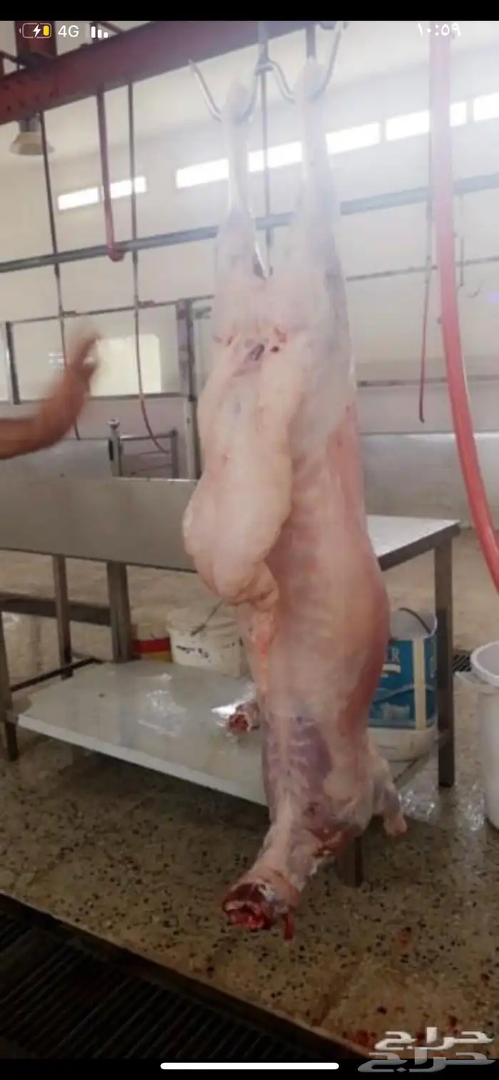 ذبايح ويوجد ذبح وتوصيل 3