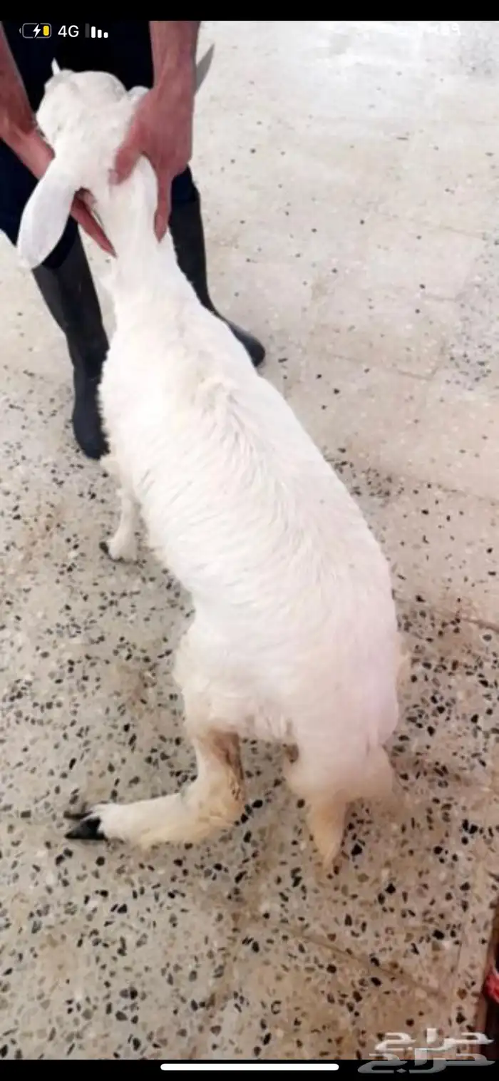 ذبايح ويوجد ذبح وتوصيل 1