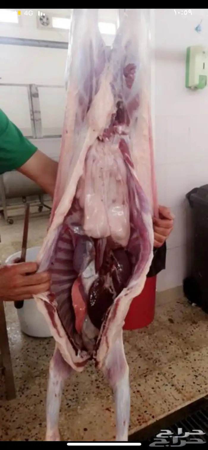 ذبايح ويوجد ذبح وتوصيل 4