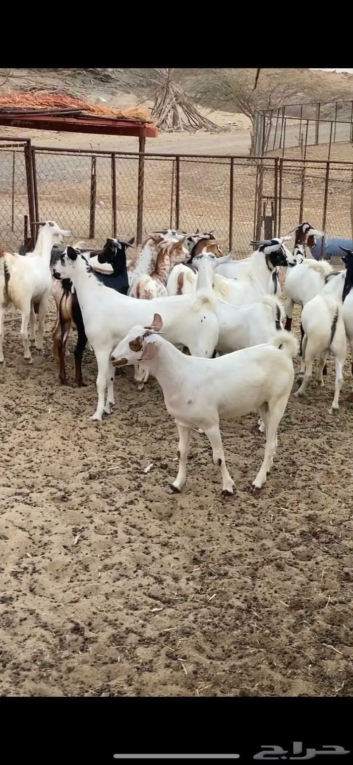 تيوس مناسبات 0