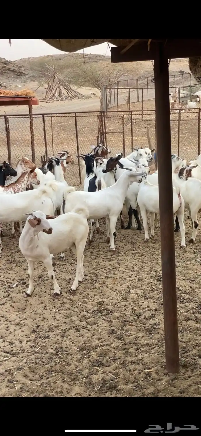 تيوس مناسبات 1