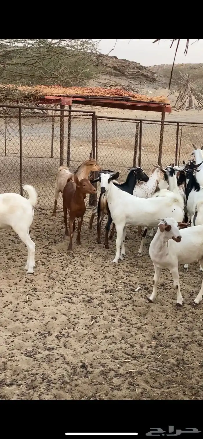 تيوس مناسبات 2