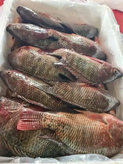 إنشاء مشروع استزراع سمكي 0
