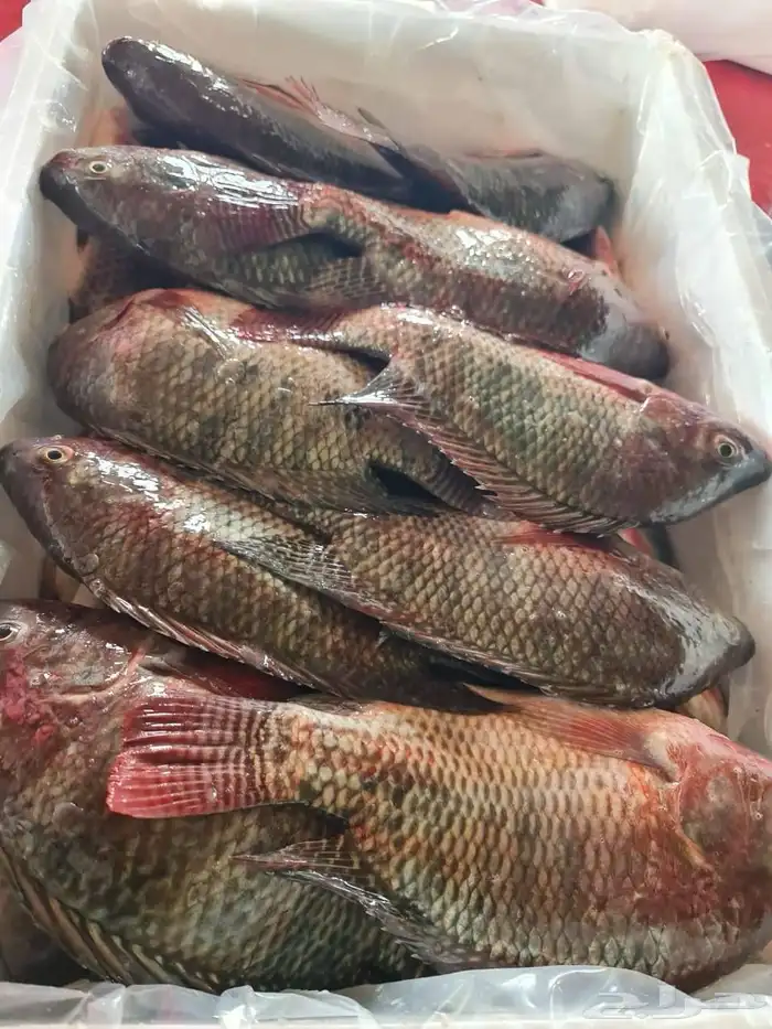 إنشاء مشروع استزراع سمكي 0