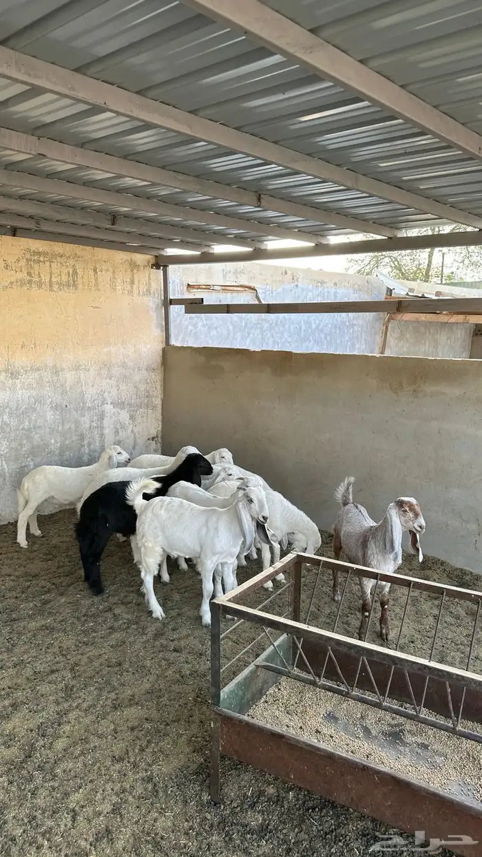 حريات تمم البيع 4
