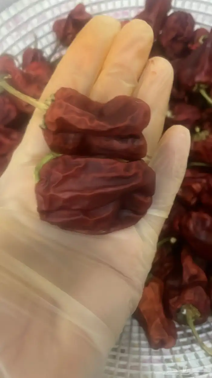 حبحر شقرا مغسول ومجفف ومطحون 3