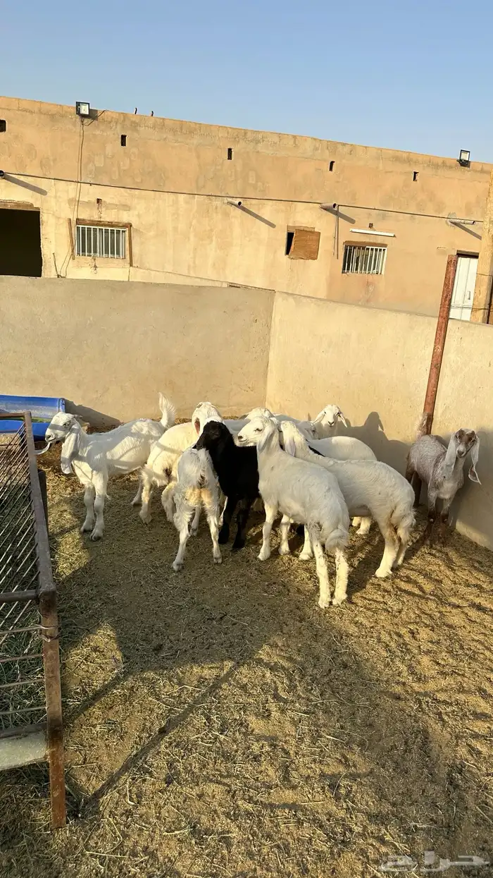 حريات تمم البيع 0