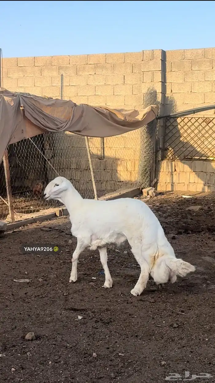 خروف مشروع فحل صنف الصنف ( تم البيع ) 3