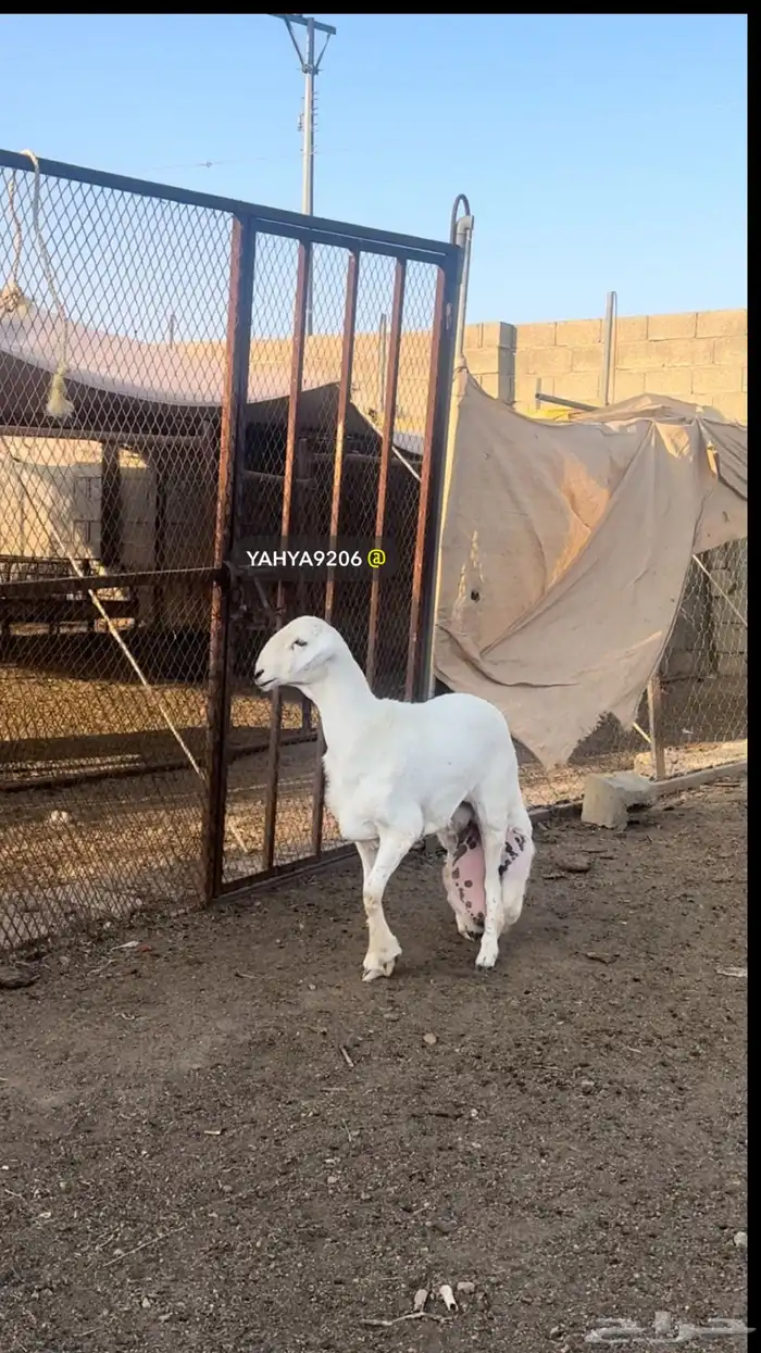 خروف مشروع فحل صنف الصنف ( تم البيع ) 1