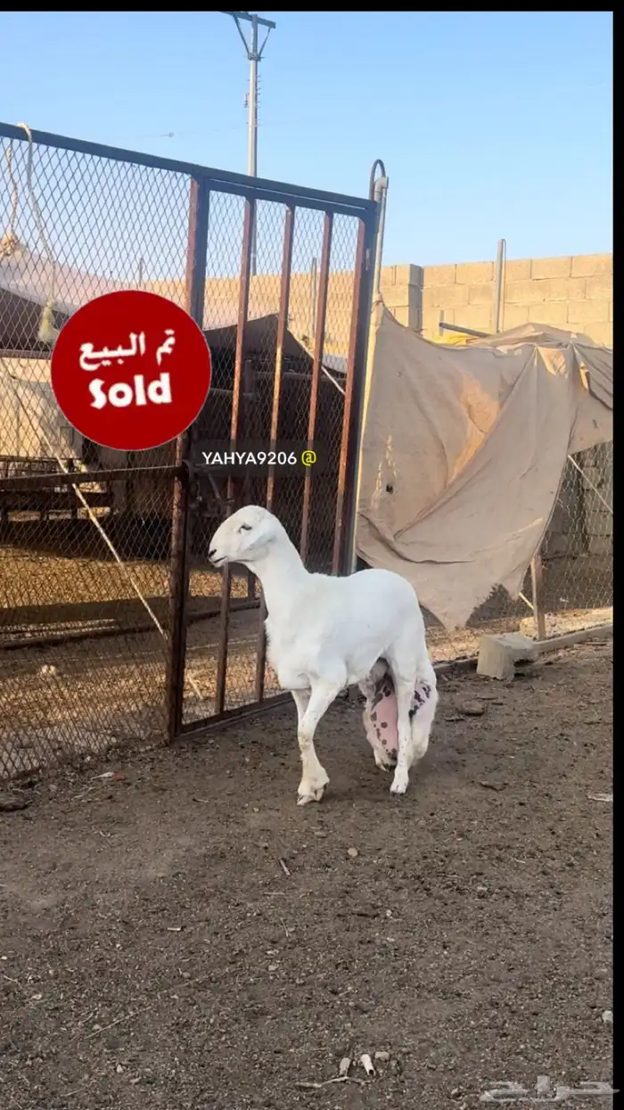 خروف مشروع فحل صنف الصنف ( تم البيع ) 0